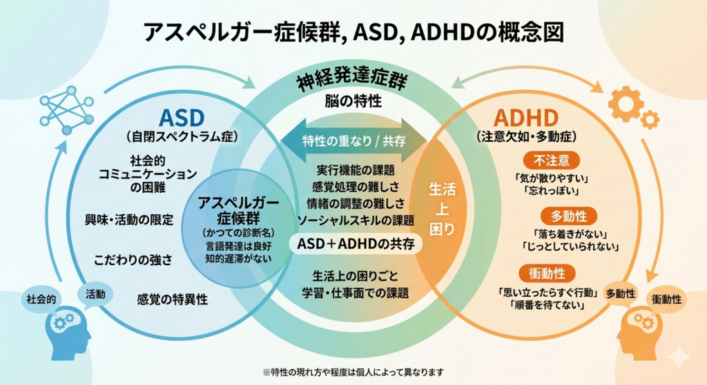アスペルガー、ASD、ADHDの概念図